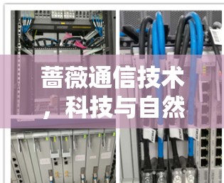 蔷薇通信技术,科技与自然的完美融合 蔷薇通信技术,科技与自然的完美融合
